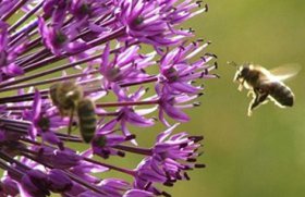 Tipologia de Gradina WILDLIFE - amenajare peisagistica pentru sustinerea vietii salbatice
