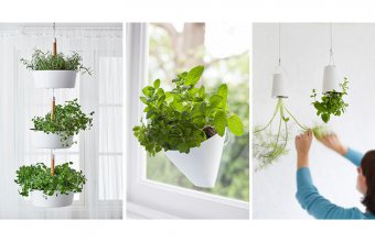 Idei pentru gradina din apartament - plante agatate de pereti si tavane