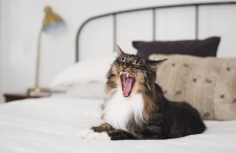 Cum să faci din apartament un loc mai distrativ pentru pisica ta