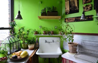 Ce plante să păstrezi în bucătărie și unde să le poziționezi