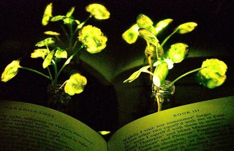 Inginerii au transformat plantele în sursă de lumină