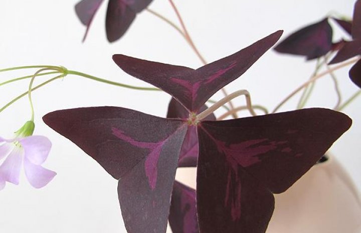 Un strop de culoare regală în casa ta: Cinci plante de interior cu frunze violete