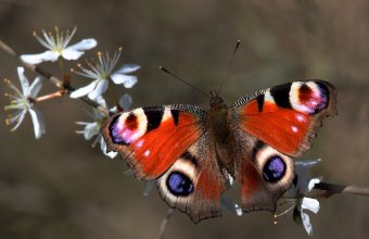 Cum să atragi roiuri de fluturi colorați în grădina ta - sfaturi de la un inginer horticultor