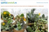 O grădină într-un ou: decoraţiuni cu plante, pentru masa de Paşte